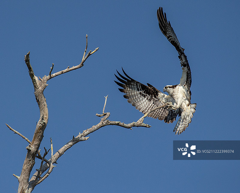 鹗着陆展示技巧和爪子图片素材