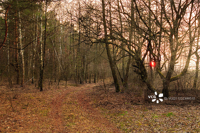 森林之路图片素材