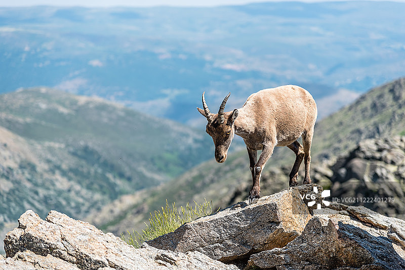 岩石顶部的野山羊图片素材