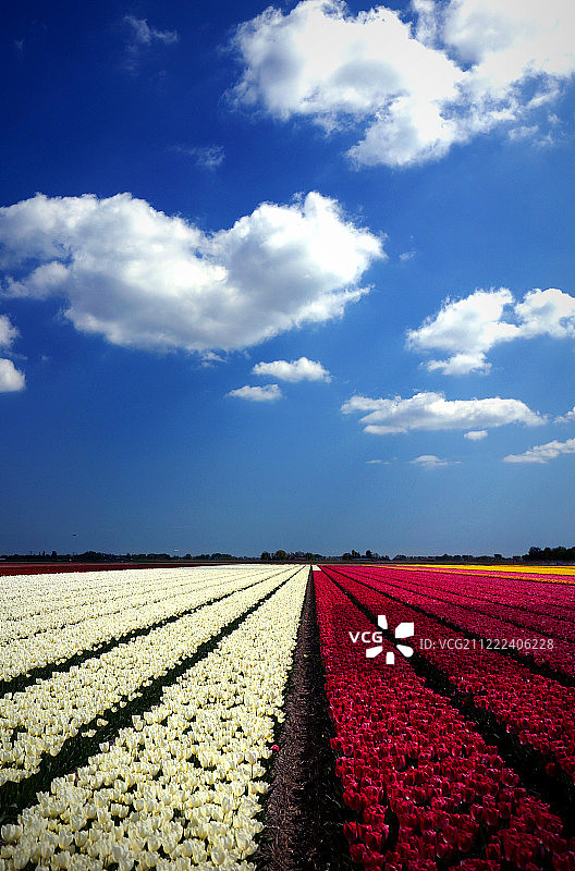 红色和白色郁金香与蓝天图片素材