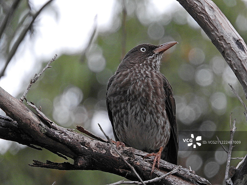 友善的珠眼鸫图片素材