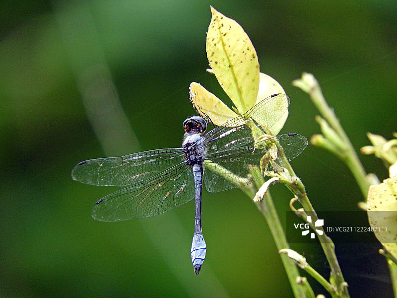 蜻蜓图片素材