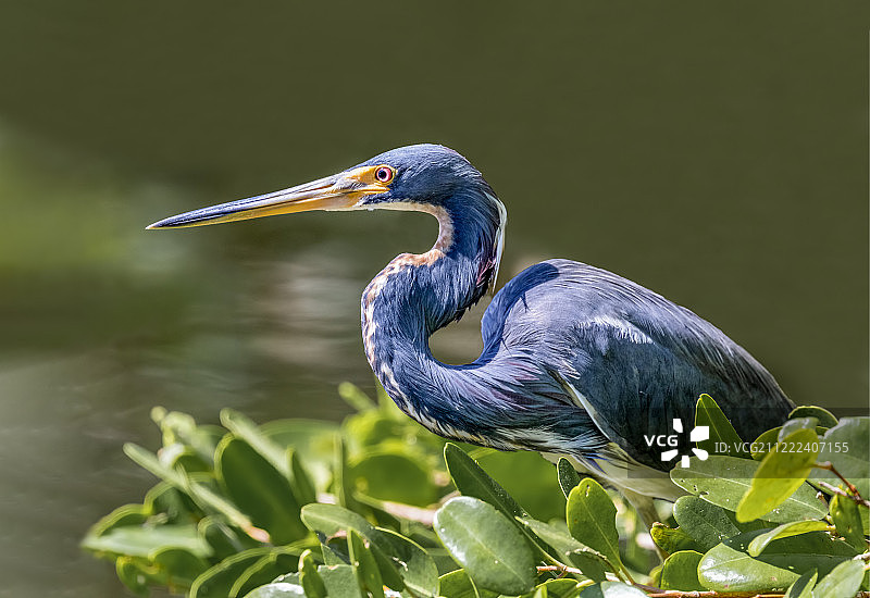 栖息在水边的三色鹭图片素材