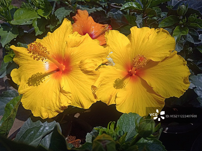 拥抱鲜花图片素材