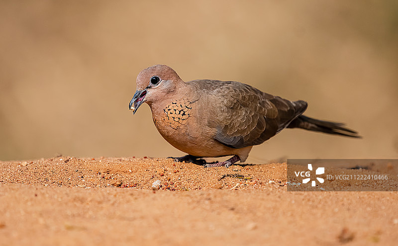 欢笑的斑姬鸠图片素材