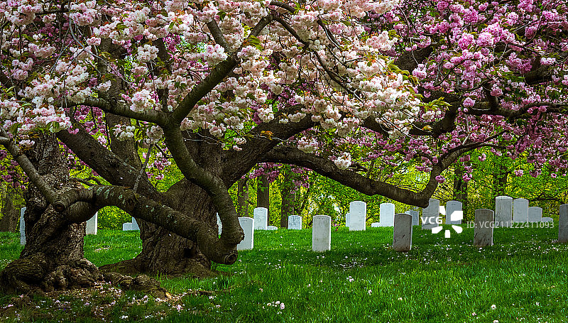 阿灵顿樱花图片素材