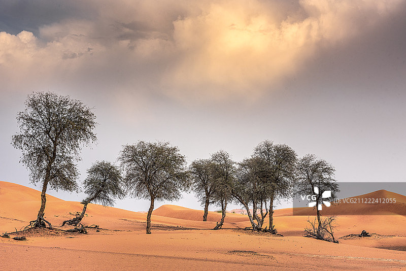 Ghaf树和沙丘图片素材