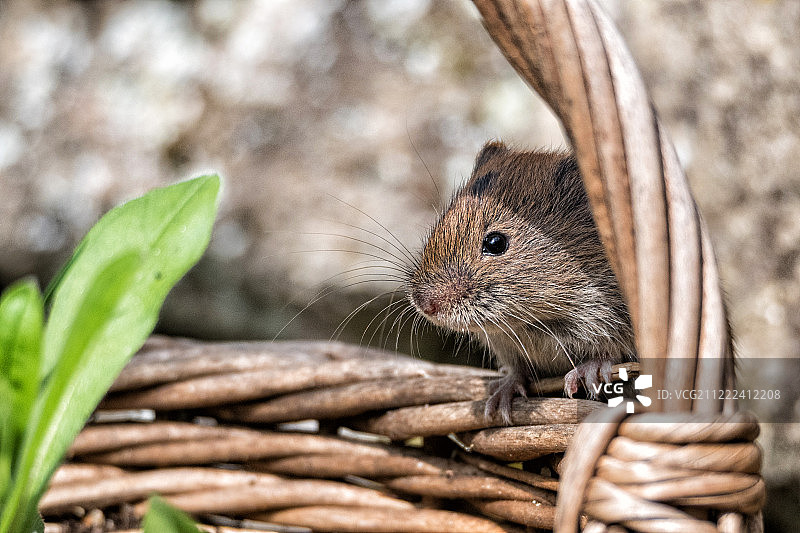 给篮子里的小老鼠的东西图片素材