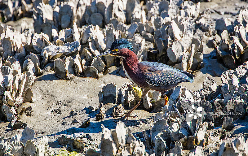 穿行于牡蛎之间图片素材