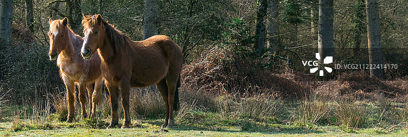 两匹马图片素材