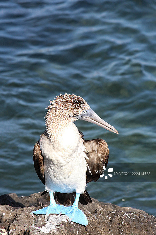 蓝脚鲣鸟图片素材