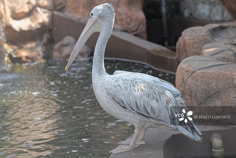 粉背鹈鹕图片素材