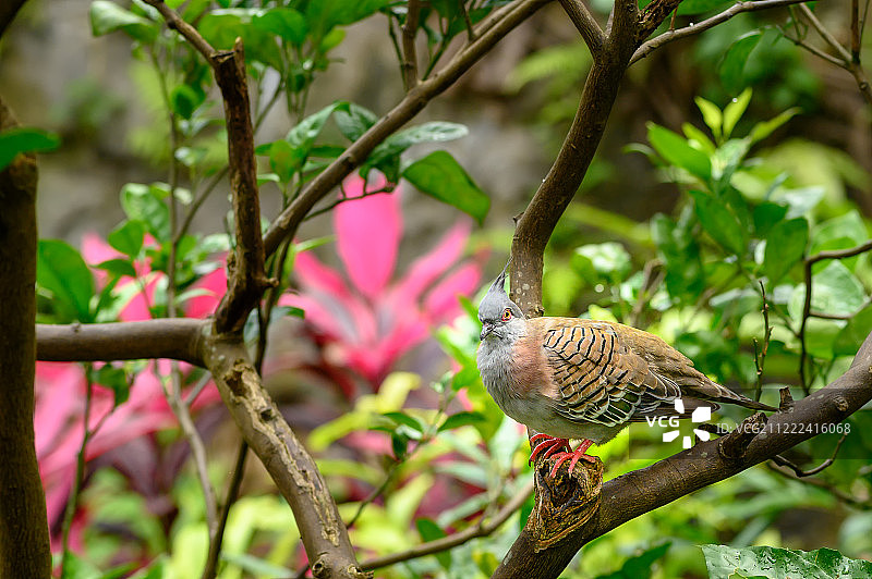 凤头鸠图片素材
