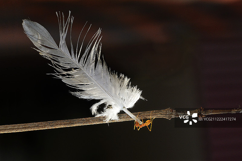 羽毛特写图片素材