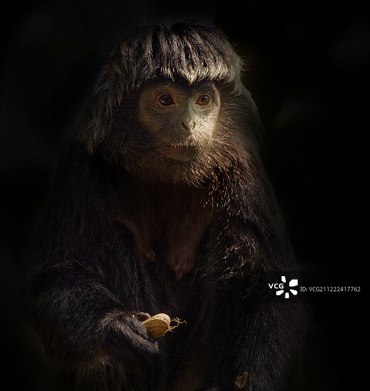 感谢这颗花生图片素材