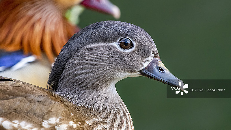 雌性鸳鸯，九泉图片素材