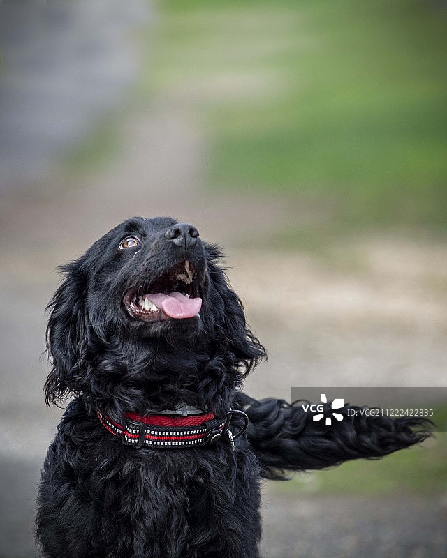 好奇的小狗图片素材