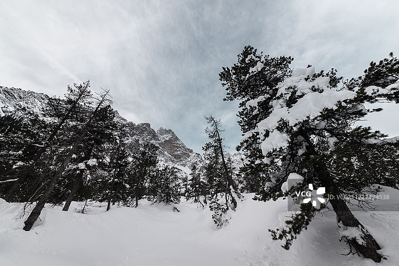 狭窄山谷的树木图片素材