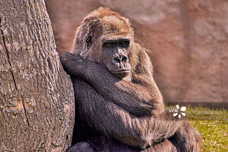 沉思的大猩猩图片素材