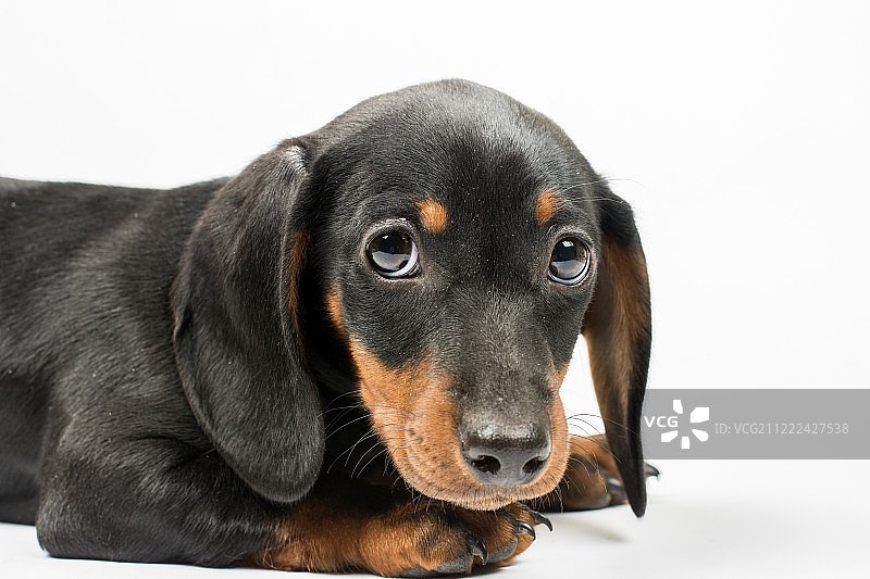 白色背景上眼神忧郁的黑色腊肠犬幼犬肖像图片素材