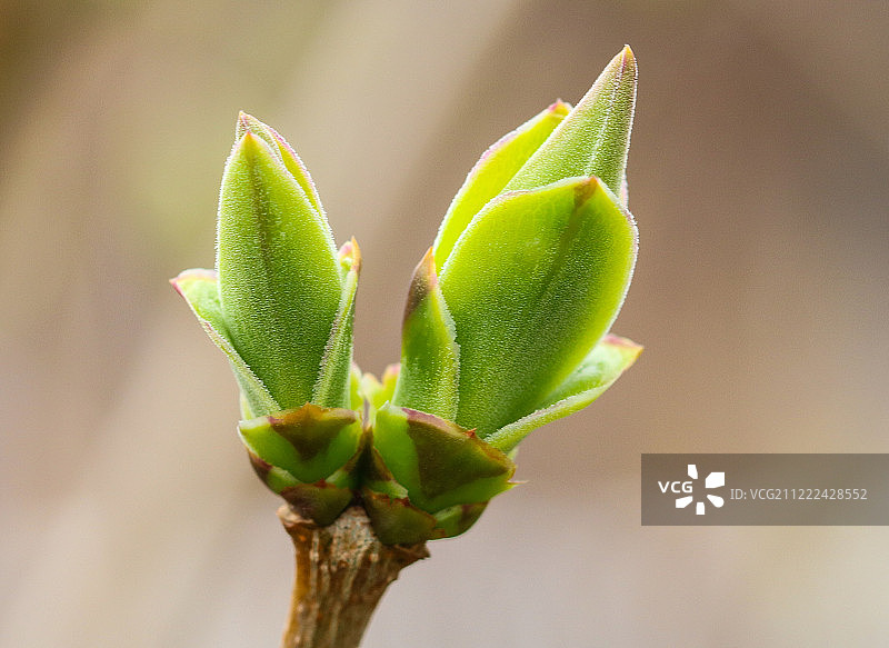 新生活图片素材