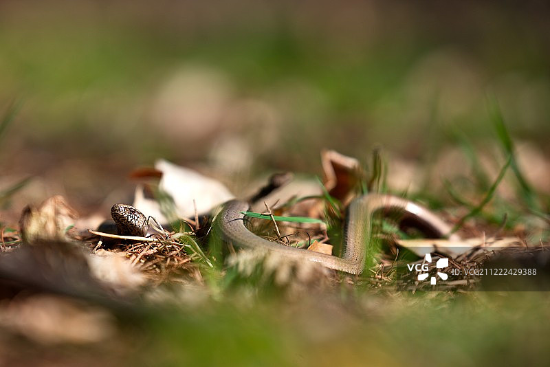 蛇在草地上的特写图片素材