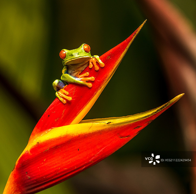 红眼树蛙图片素材