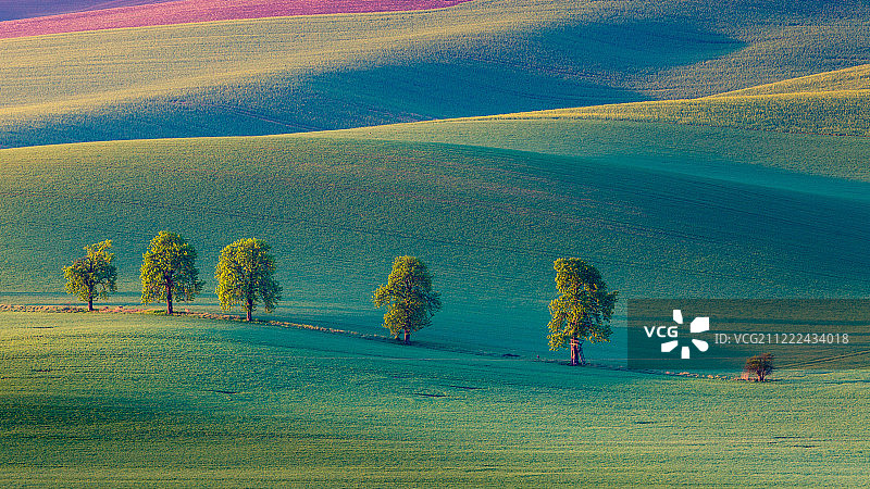 卡林地区的栗子图片素材