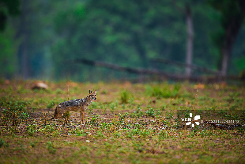 荒野中的金豺图片素材