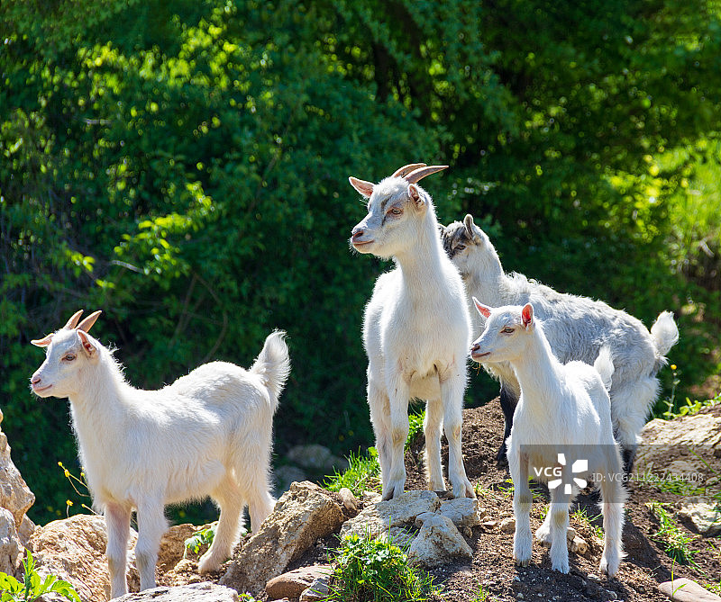阳光明媚的春天，一群白色小山羊在牧场上吃草图片素材