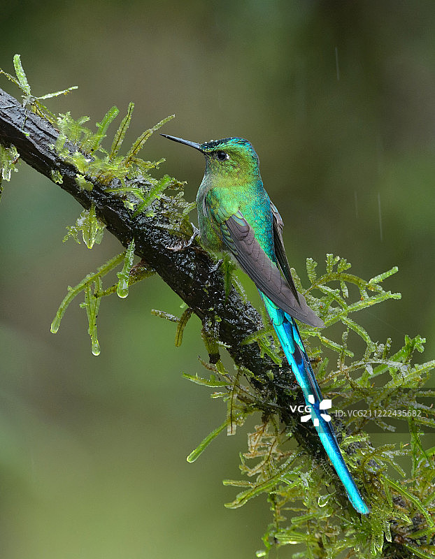长尾风精灵图片素材