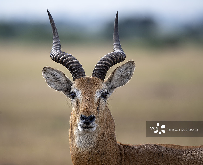 乌干达小羚羊图片素材