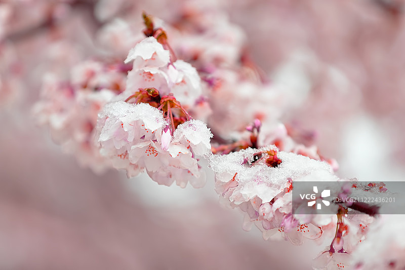 雪中樱花图片素材