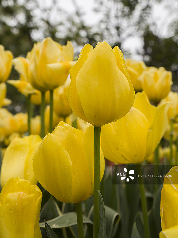 盛开的黄色郁金香图片素材