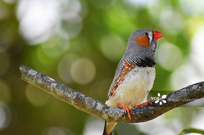 斑胸草雀图片素材