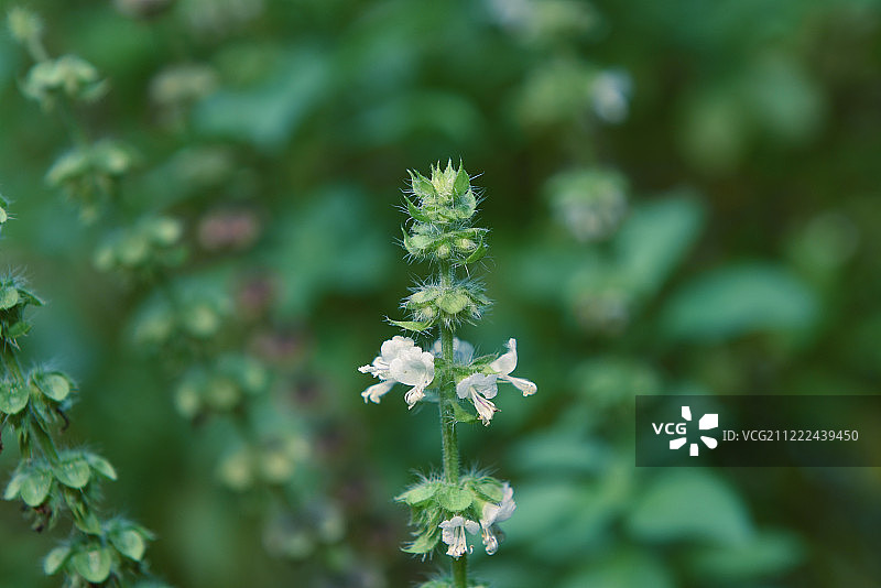 来自白色罗勒树的绿色花苞图片素材