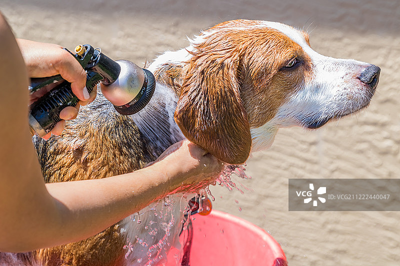 比格尔混血猎犬沐浴，冲洗肥皂特写图片素材