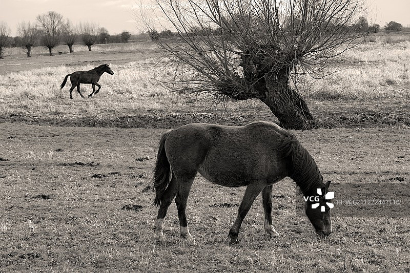 荷兰河流平原图片素材