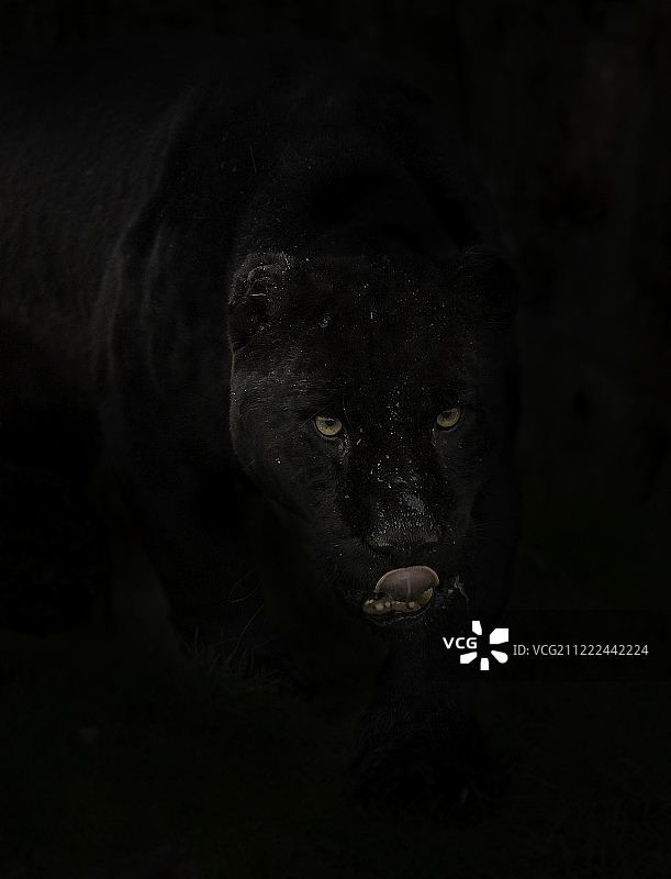黑色美洲虎图片素材