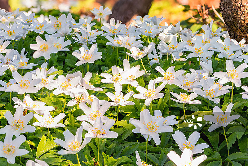 银莲花图片素材