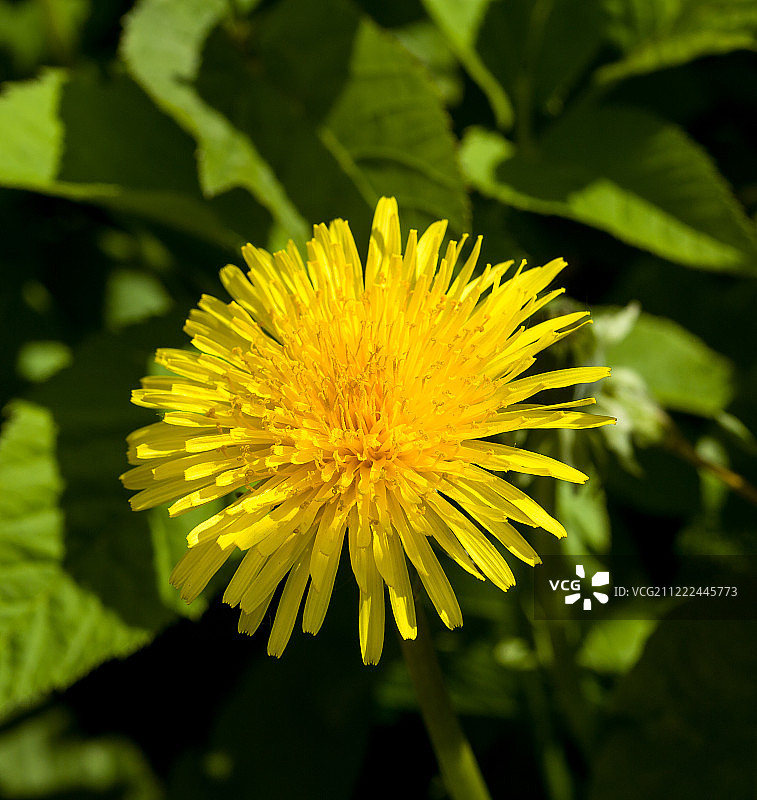 黄色蒲公英图片素材