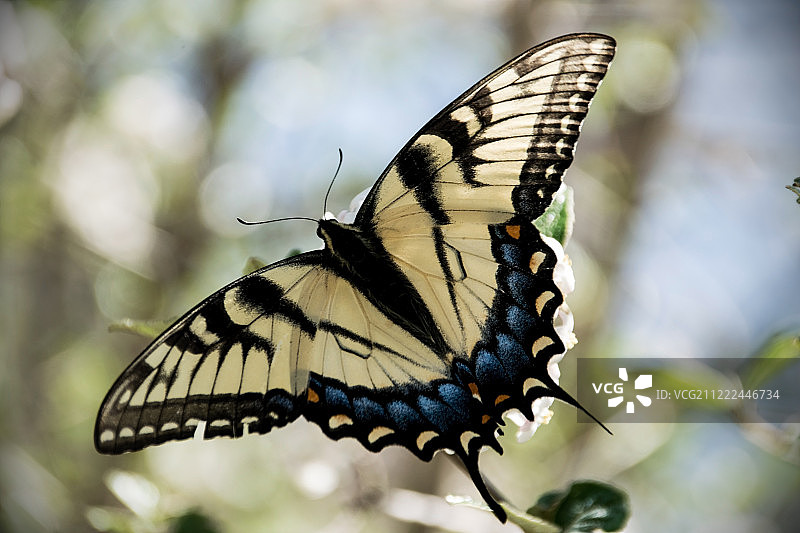 埃茨黄图片素材