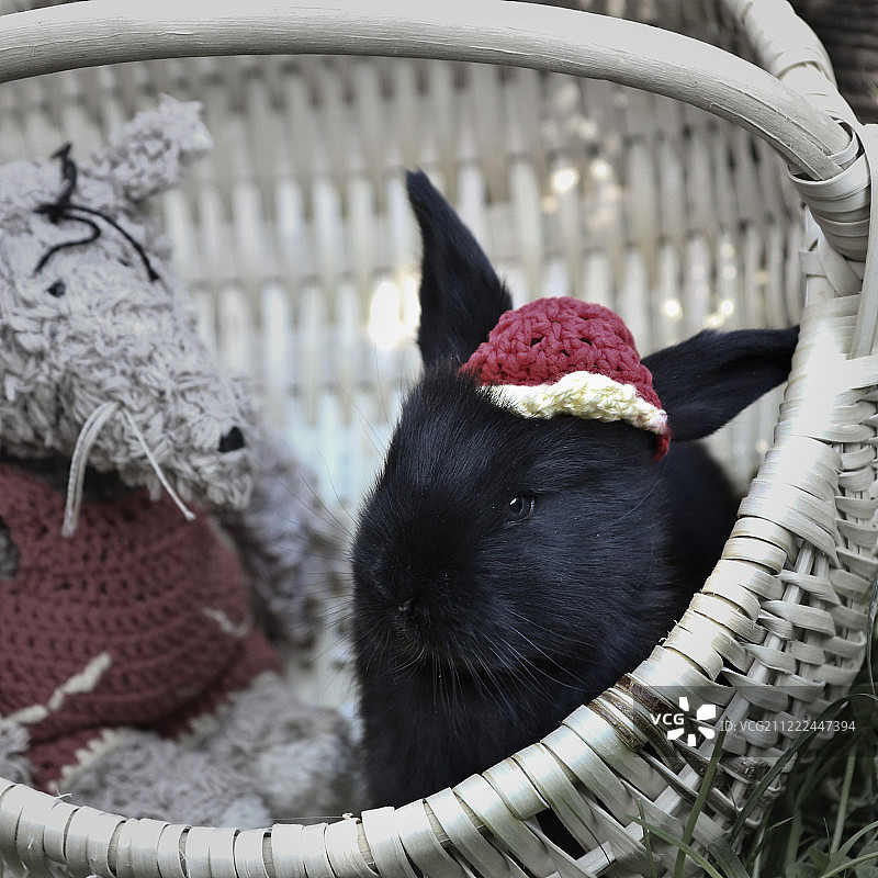 你好，夫人图片素材