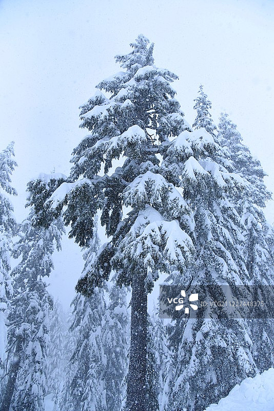 山顶上的树图片素材