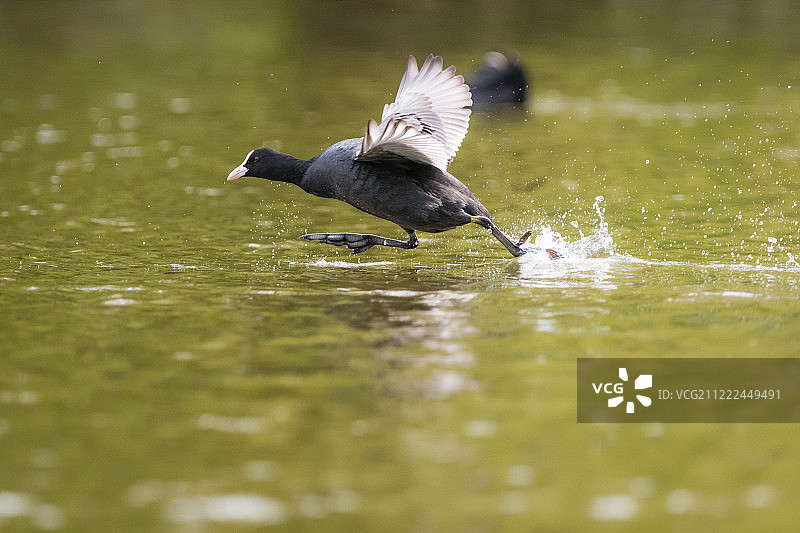 奔跑的欧亚水鸡图片素材