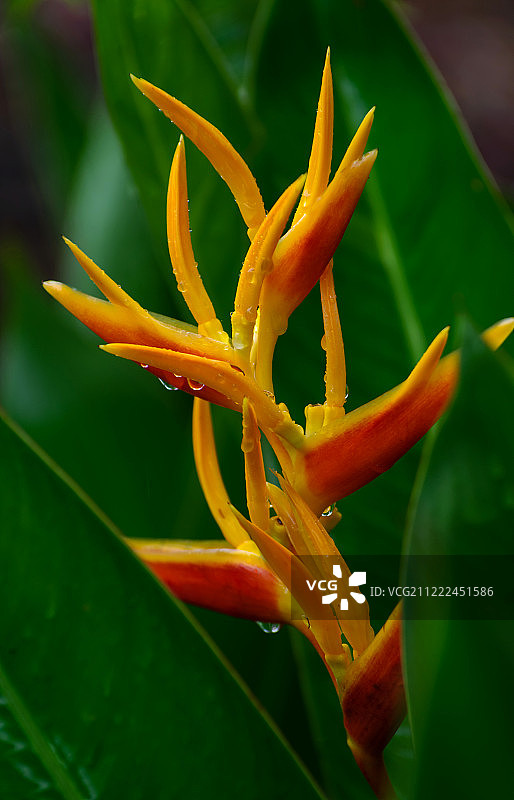 天堂鸟花图片素材