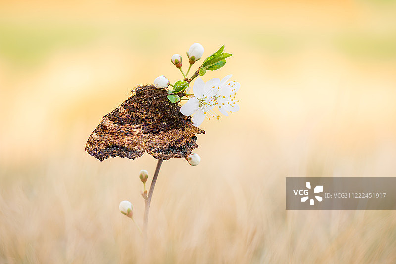 荨麻蛱蝶图片素材