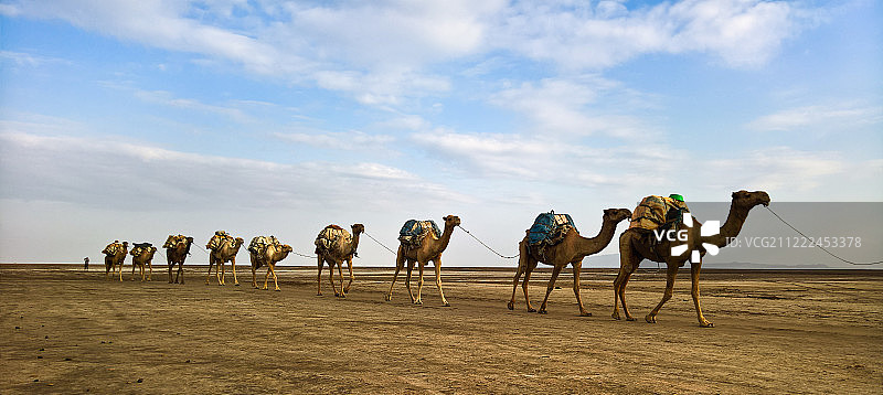 阿法尔盐板运输：卡鲁姆湖的骆驼图片素材