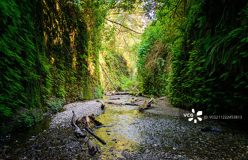 蕨类峡谷图片素材