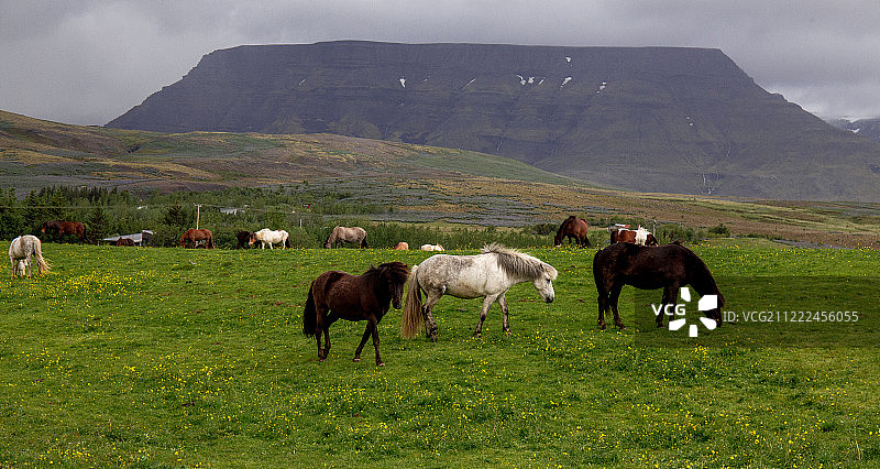 冰岛马图片素材